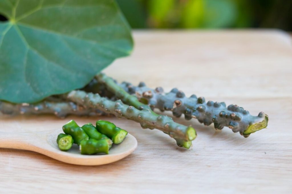 (Brotowali adalah tanaman herbal yang membantu diabetes, sumber : freepik)